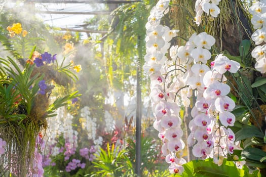 White Orchid in bloom in greenhouse