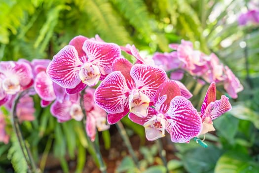 Pink phalaenopsis orchid flower in garden.