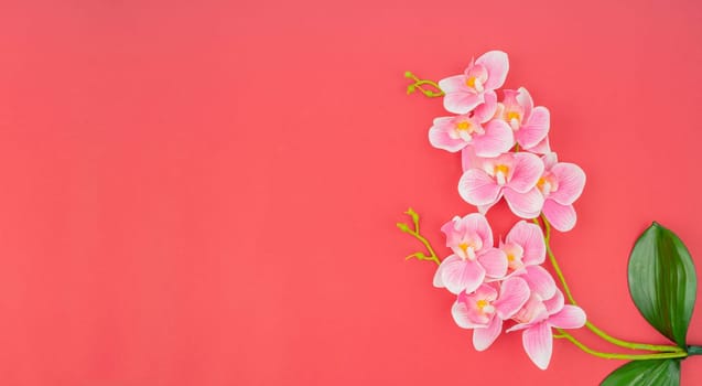 Orchid of pink color and branches with green leaves from above on red background.