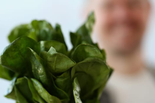 Green bush of fresh juicy sorrel in hands of cook. Sorrel dishes health benefits concept