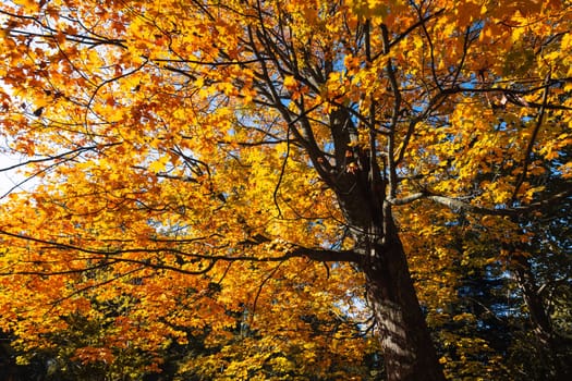 Alfred Nicholas Memorial Gardens on a warm sunny autumn day in the Dandenongs regoion of Sassafras, Victoria, Australia
