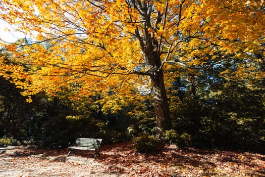 Alfred Nicholas Memorial Gardens on a warm sunny autumn day in the Dandenongs regoion of Sassafras, Victoria, Australia