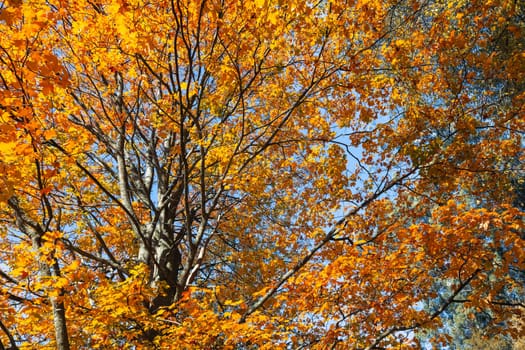 Alfred Nicholas Memorial Gardens on a warm sunny autumn day in the Dandenongs regoion of Sassafras, Victoria, Australia