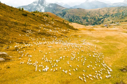 Against a rugged mountain pass, a flock of sheep grazes on the coarse grass.