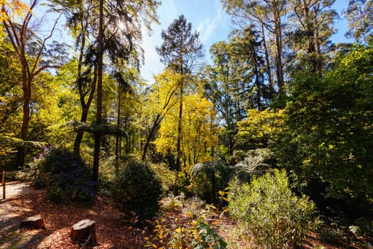 Alfred Nicholas Memorial Gardens on a warm sunny autumn day in the Dandenongs regoion of Sassafras, Victoria, Australia