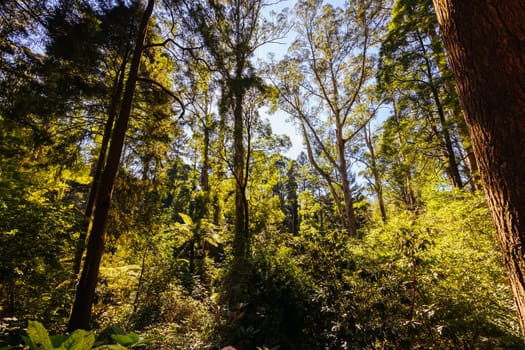 Alfred Nicholas Memorial Gardens on a warm sunny autumn day in the Dandenongs regoion of Sassafras, Victoria, Australia
