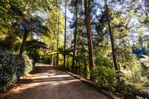 Alfred Nicholas Memorial Gardens on a warm sunny autumn day in the Dandenongs regoion of Sassafras, Victoria, Australia
