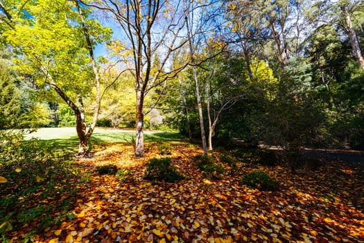 Alfred Nicholas Memorial Gardens on a warm sunny autumn day in the Dandenongs regoion of Sassafras, Victoria, Australia