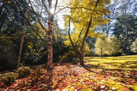 Alfred Nicholas Memorial Gardens on a warm sunny autumn day in the Dandenongs regoion of Sassafras, Victoria, Australia