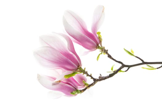 Branch with blooming pink Magnolia flowers isolated on white background