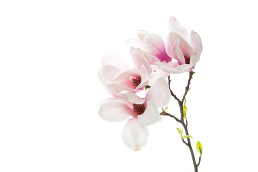 Branch with blooming pink Magnolia flowers isolated on white background
