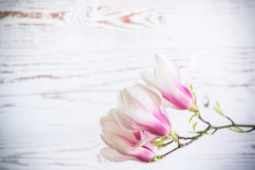 Branch with blooming pink Magnolia flowers on blurred wooden background