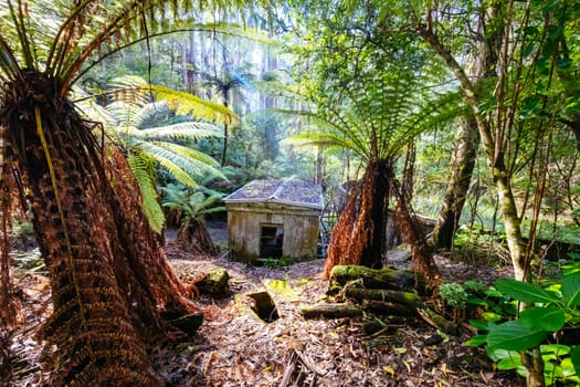 Alfred Nicholas Memorial Gardens on a warm sunny autumn day in the Dandenongs regoion of Sassafras, Victoria, Australia