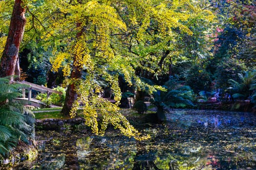 Alfred Nicholas Memorial Gardens on a warm sunny autumn day in the Dandenongs regoion of Sassafras, Victoria, Australia
