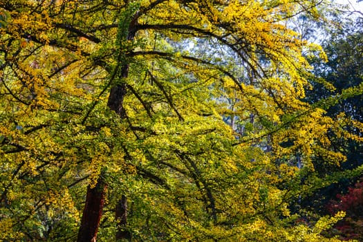 Alfred Nicholas Memorial Gardens on a warm sunny autumn day in the Dandenongs regoion of Sassafras, Victoria, Australia