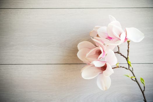 Branch with blooming pink Magnolia flowers on blurred wooden background