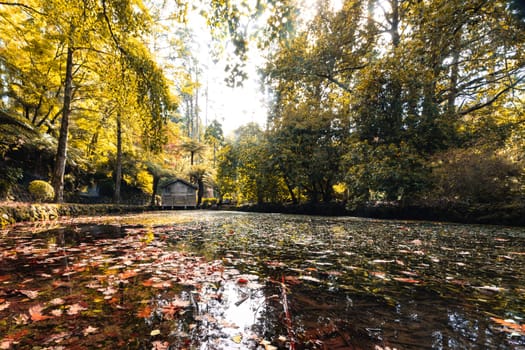 Alfred Nicholas Memorial Gardens on a warm sunny autumn day in the Dandenongs regoion of Sassafras, Victoria, Australia