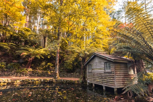 Alfred Nicholas Memorial Gardens on a warm sunny autumn day in the Dandenongs regoion of Sassafras, Victoria, Australia