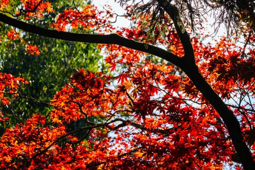 Alfred Nicholas Memorial Gardens on a warm sunny autumn day in the Dandenongs regoion of Sassafras, Victoria, Australia