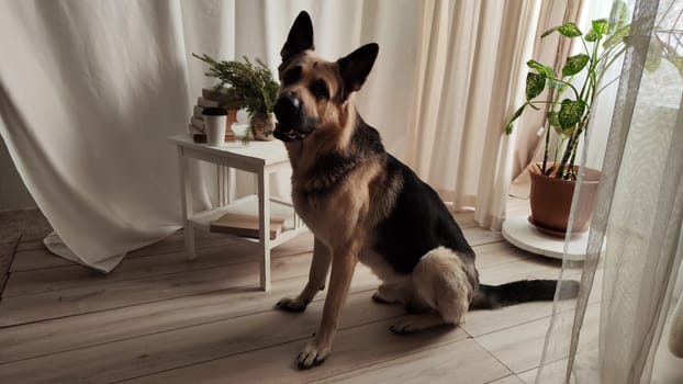 Dog German Shepherd inside of room. Russian eastern European dog veo indoors