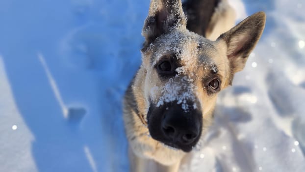 Dog German Shepherd in winter day and white snow arround. Waiting eastern European dog veo and white snow