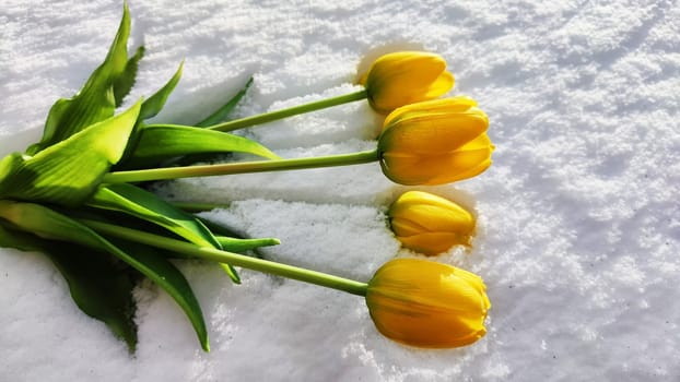 Bouquet of beautiful yellow tulips on snow on cold sunny day. Concept of opposite. Winter and flowers. International Women's Day March 8, Mother's Day, Valentine's Day. Card, background, copy space