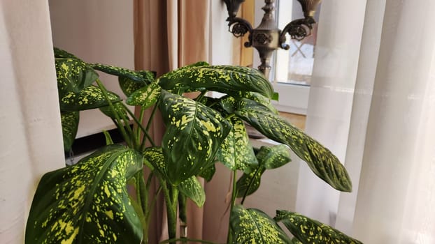 Dieffenbachia plant in a pot on a stool by the window. Retro interior in light colors. Background with plant with green leaves and fabric