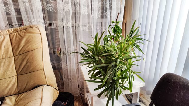 Part of the interior, green indoor plants by the window with a translucent white curtains. Bright cozy corner by the window with plants. Winter garden in the room or home