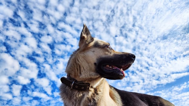 Dog German Shepherd and blue sky with white clouds on a background in sunny day. Russian eastern European dog veo