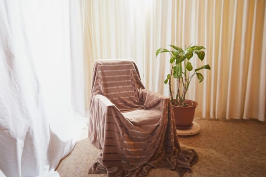 Living room with armchair, window, fabric curtains, home flower dieffenbachia and gentle light and lighting. Loft style in interior. Background and location for photo shoot