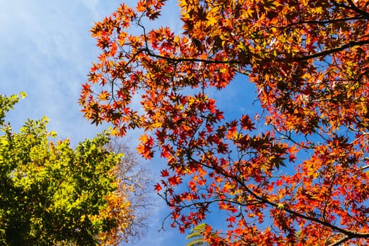 Leaves at Alfred Nicholas Memorial Gardens on a warm sunny autumn day in the Dandenongs regoion of Sassafras, Victoria, Australia