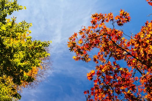 Leaves at Alfred Nicholas Memorial Gardens on a warm sunny autumn day in the Dandenongs regoion of Sassafras, Victoria, Australia