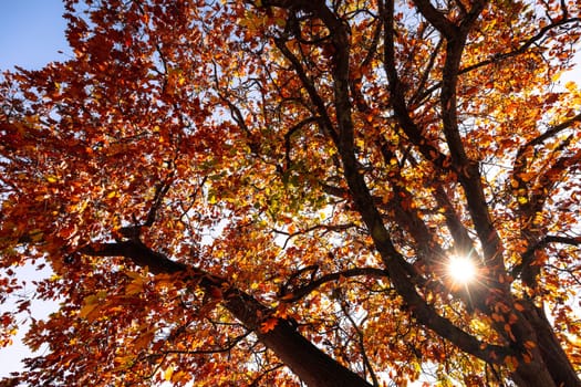 Turning leaves in a tree on a warm sunny autumn day in the Dandenongs region and town of Kallista, Victoria, Australia