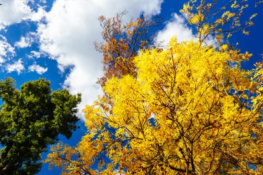 Turning leaves in a tree on a warm sunny autumn day in the Dandenongs region and town of Kallista, Victoria, Australia