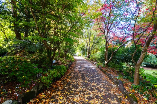 George Tindale Memorial Gardens on a warm sunny autumn day in the Dandenongs region of Kallista in Melbourne, Victoria, Australia