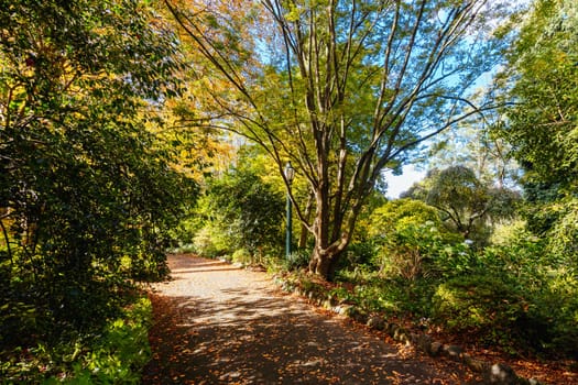 George Tindale Memorial Gardens on a warm sunny autumn day in the Dandenongs region of Kallista in Melbourne, Victoria, Australia