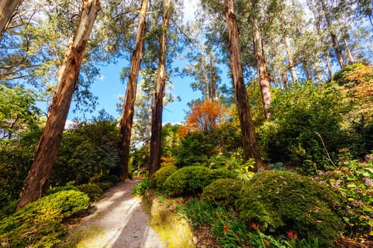 George Tindale Memorial Gardens on a warm sunny autumn day in the Dandenongs region of Kallista in Melbourne, Victoria, Australia