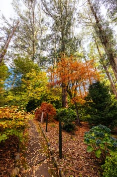 George Tindale Memorial Gardens on a warm sunny autumn day in the Dandenongs region of Kallista in Melbourne, Victoria, Australia