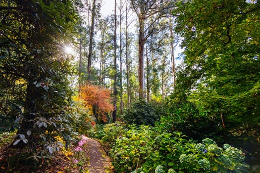 George Tindale Memorial Gardens on a warm sunny autumn day in the Dandenongs region of Kallista in Melbourne, Victoria, Australia