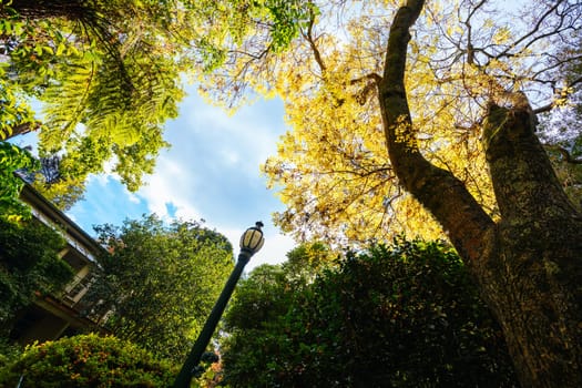 George Tindale Memorial Gardens on a warm sunny autumn day in the Dandenongs region of Kallista in Melbourne, Victoria, Australia