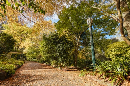 George Tindale Memorial Gardens on a warm sunny autumn day in the Dandenongs region of Kallista in Melbourne, Victoria, Australia
