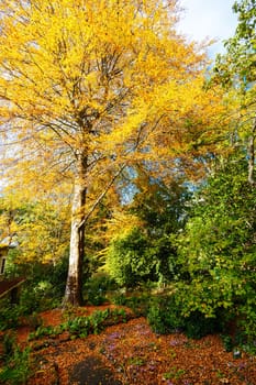 George Tindale Memorial Gardens on a warm sunny autumn day in the Dandenongs region of Kallista in Melbourne, Victoria, Australia