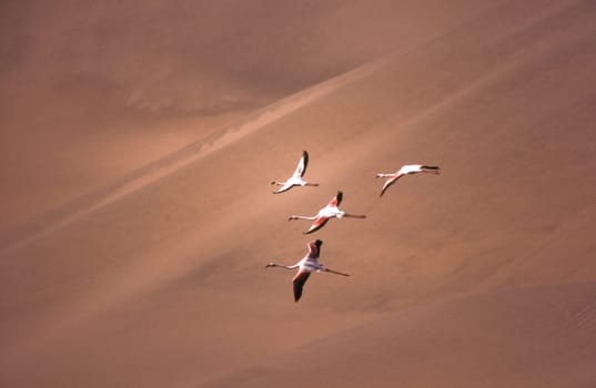 greater flamingos (phoenicopterus ruber) sandwich harbour, namibia, africa