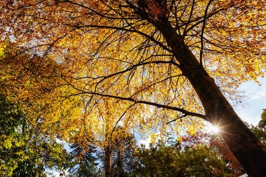George Tindale Memorial Gardens on a warm sunny autumn day in the Dandenongs region of Kallista in Melbourne, Victoria, Australia