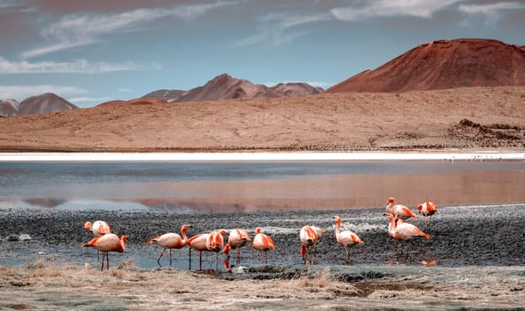 Beautiful flamingos at sunshine lagoon in mountanious
