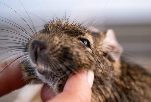 Hand palming little domestic squirrel degu