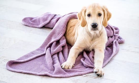Cute golden retriever dog wrapped in bedspread on floor at home