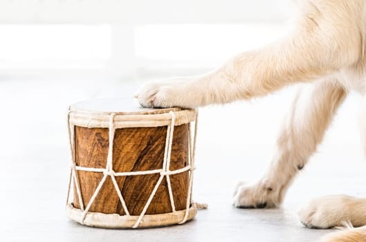 Drum with dog paws on it in light interior