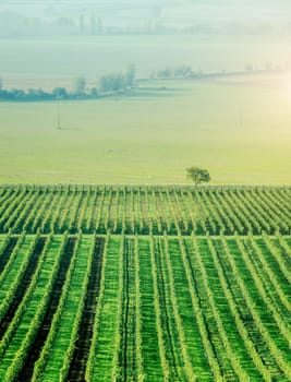 wide grapes plantation and lonely tree