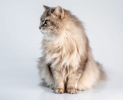 Lovely fluffy cat looking aside in light room